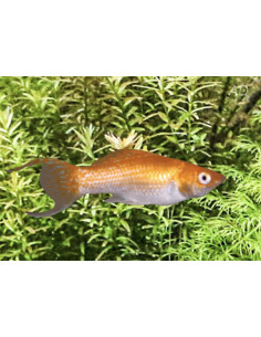 Molly latipinna Orange Neon Lyretail (Poecilia latipinna Orange Neon Lyretail) 4-5cm