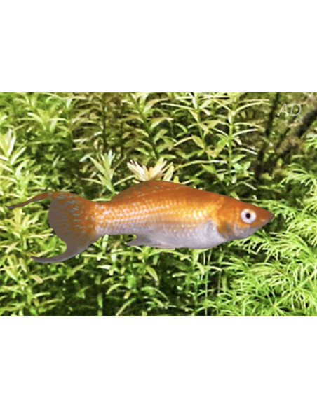 Molly latipinna Orange Neon Lyretail (Poecilia latipinna Orange Neon Lyretail) 4-5cm