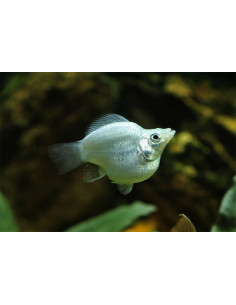 Poec.Latipina Silver  Balloon 2,5-3cm