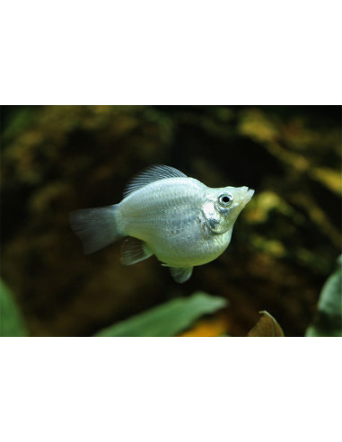 Molly voile argent Balloon (Poecilia latipinna Silver Balloon) 2,5-3cm