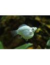 Molly voile argent Balloon (Poecilia latipinna Silver Balloon) 2,5-3cm