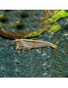 Atyopsis Moluccensis 6-8cm Wild