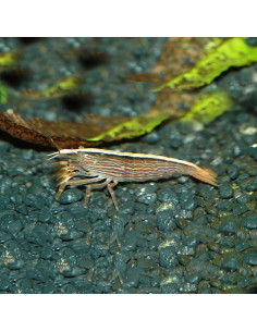 Atyopsis Moluccensis 4-6cm Wild