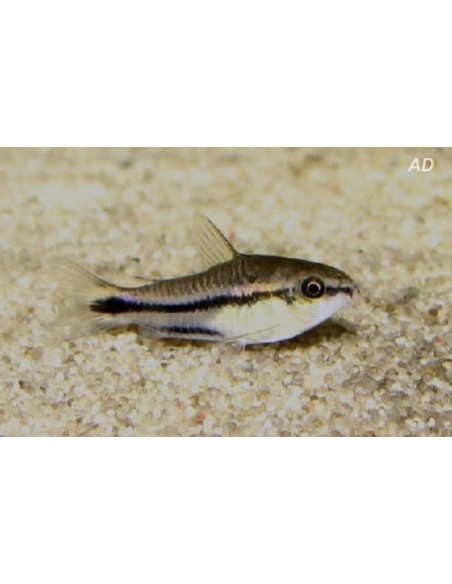 Corydoras pygmaeus (Corydoras pygmaeus) 1-1,5cm Wild