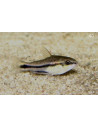 Corydoras pygmaeus (Corydoras pygmaeus) 1-1,5cm Wild