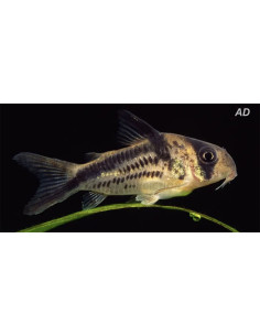 Corydoras Axelrodi 2-2,5cm Wild