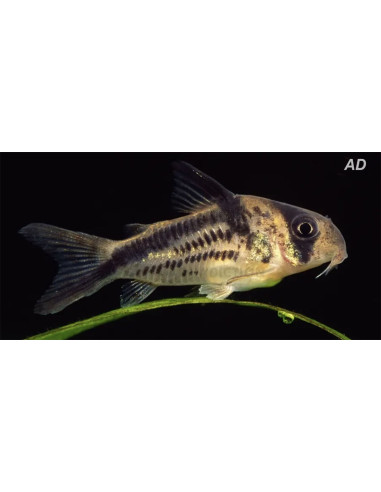 Corydoras Axelrodi 2-2,5cm Wild