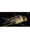 Corydoras Axelrodi 2-2,5cm Wild