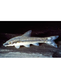 Otocinclus affinis (Otocinclus affinis) 3-4cm Wild