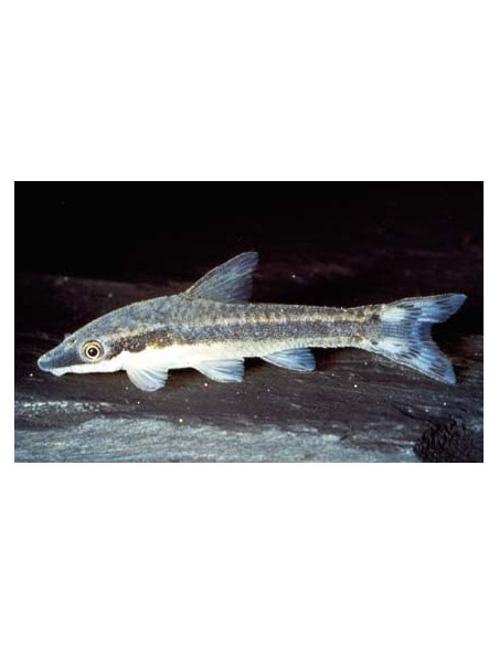 Otocinclus affinis (Otocinclus affinis) 3-4cm Wild