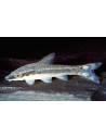 Otocinclus affinis (Otocinclus affinis) 3-4cm Wild