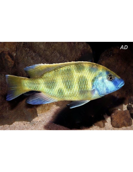 Cichlidé venustus (Nimbochromis venustus) 3-4cm