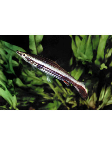 Poisson-crayon eques (Nannostomus eques) 2,5-3cm Wild