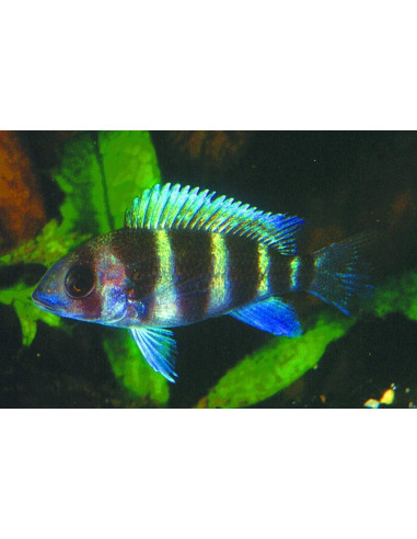 Frontosa (Cyphotilapia frontosa) 3-4cm