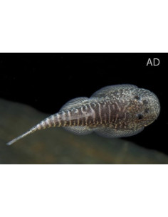 Gastromyzon myersi (Gastromyzon myersi) 2,8-3,2cm Wild