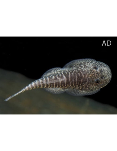 Gastromyzon myersi (Gastromyzon myersi) 2,8-3,2cm Wild