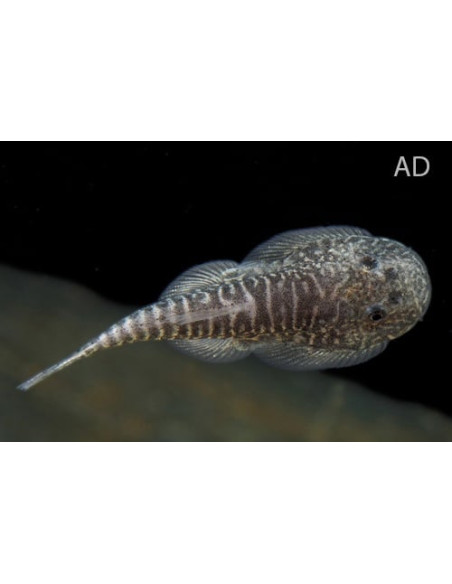 Gastromyzon myersi (Gastromyzon myersi) 2,8-3,2cm Wild