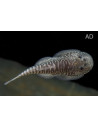 Gastromyzon myersi (Gastromyzon myersi) 2,8-3,2cm Wild