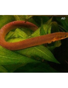 Erpetoichthys Calabaricus 12-15cm Wild