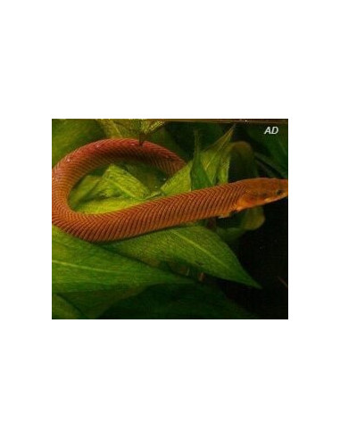 Erpetoichthys Calabaricus 12-15cm Wild