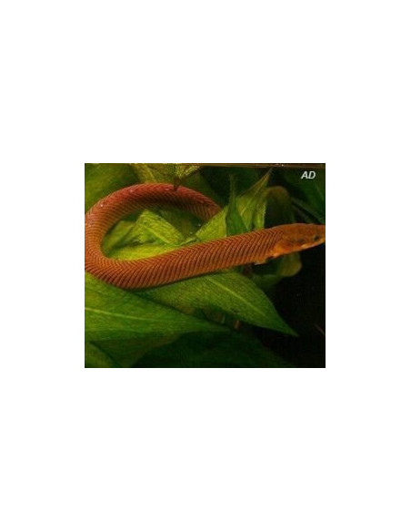 Erpetoichthys Calabaricus 12-15cm Wild