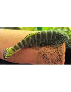 Gastromyzon viriosus (Gastromyzon viriosus) 2,8-3,2cm Wild