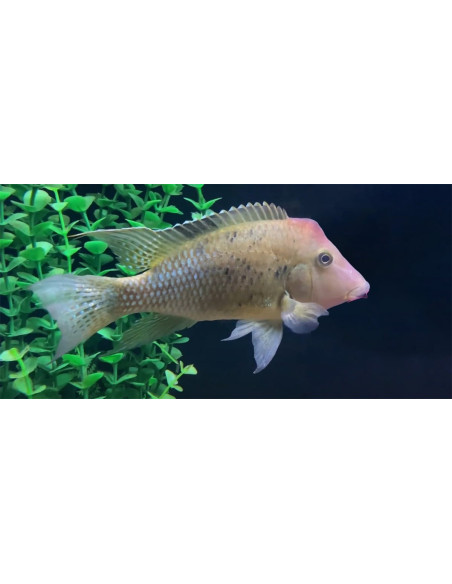 Geophagus steindachneri Honda (Geophagus steindachneri "Honda") 4-4,5cm