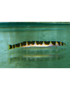 Loche Pangio semicinctus (Pangio semicinctus) 4-5cm