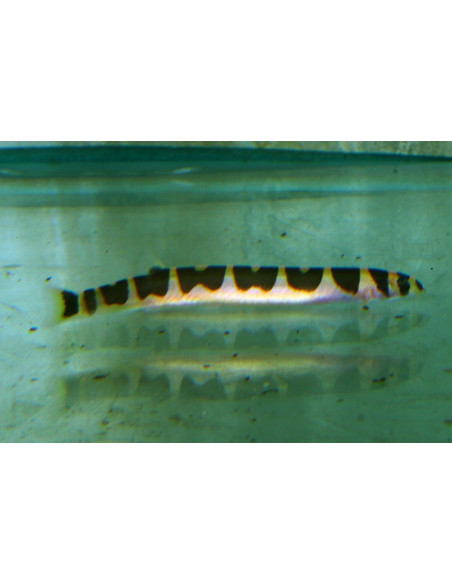 Loche Pangio semicinctus (Pangio semicinctus) 4-5cm