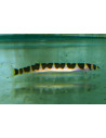 Loche Pangio semicinctus (Pangio semicinctus) 4-5cm