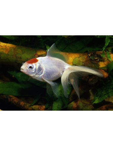 Voile Redcap 4-5 Cm