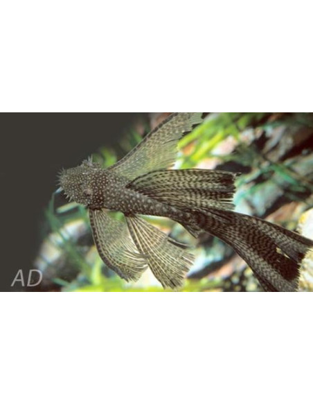 Ancistrus lyretail (Ancistrus sp. Lyretail) 2,5-3cm