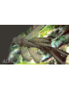 Ancistrus lyretail (Ancistrus sp. Lyretail) 2,5-3cm