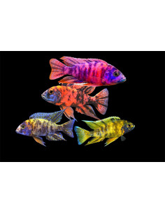 Aulonocara Ob Mix 5-6 cm