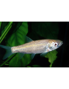 Carpe herbivore albinos (Ctenopharyngodon idella Albinos) 8-11 Cm