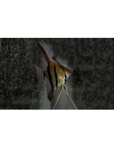 Scalaire Dantum (Pterophyllum scalare "Dantum")