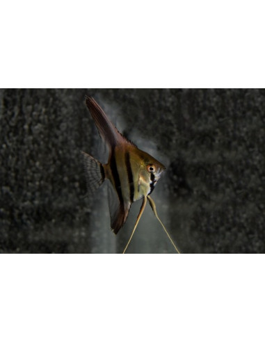 Scalaire Dantum (Pterophyllum scalare "Dantum")