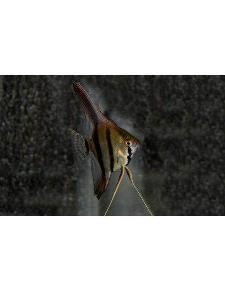 Scalaire Dantum (Pterophyllum scalare "Dantum")