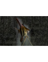 Scalaire Dantum (Pterophyllum scalare "Dantum")