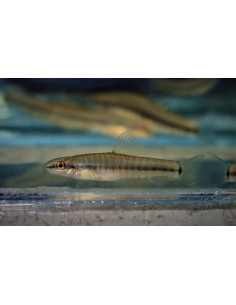 Yunnanilus pulcherrimus 3-4cm