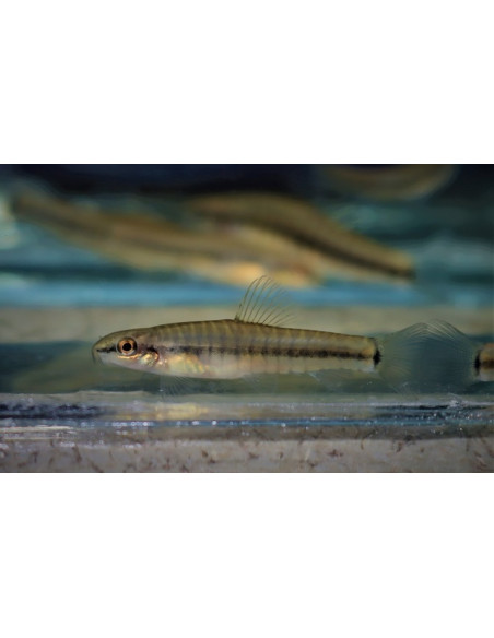 Yunnanilus pulcherrimus 3-4cm