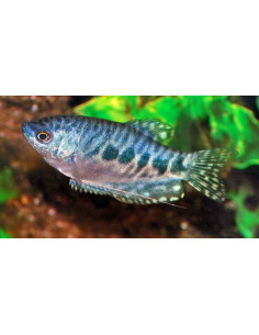 Gourami bleu marbré (Trichopodus trichopterus Marbré) 4-5cm