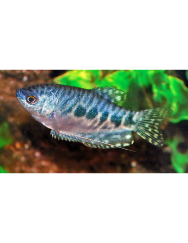 Gourami bleu marbré (Trichopodus trichopterus Marbré) 4-5cm