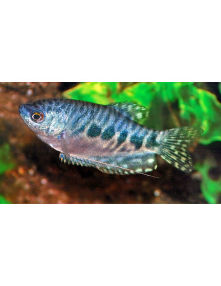 Gourami bleu marbré (Trichopodus trichopterus Marbré) 4-5cm