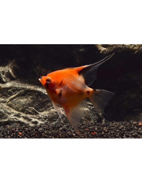 Scalaire Red Devil (Pterophyllum scalare "Red Devil") 4-5cm