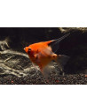 Scalaire Red Devil (Pterophyllum scalare "Red Devil") 4-5cm