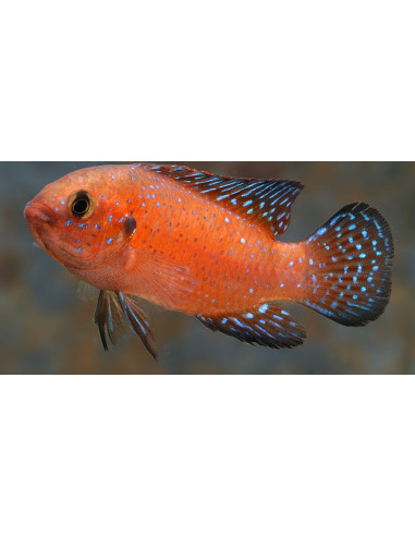 Rubricatochromis exsul (Rubricatochromis exsul) 3-5cm
