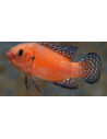 Rubricatochromis exsul (Rubricatochromis exsul) 3-5cm