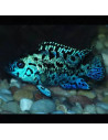 Rocio octofasciata Blue Dempsey 6-8CM