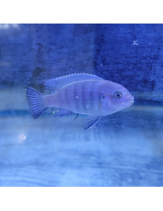 Pseudotropheus socolofi (Pseudotropheus socolofi) 7-8cm